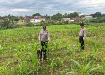 “Polsek Muara Wahau Pantau Lahan Jagung di Desa Wahau Baru, Dukung Program Ketahanan Pangan dengan Langkah Nyata!”