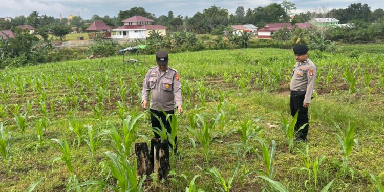 “Polsek Muara Wahau Pantau Lahan Jagung di Desa Wahau Baru, Dukung Program Ketahanan Pangan dengan Langkah Nyata!”