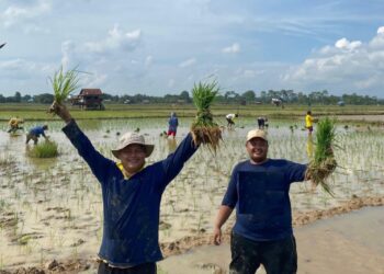 Aksi Pemuda di Tengah Sawah! GMNI Rayakan HUT ke-26 Kutai Timur dengan Cara Unik