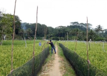 “Kaltim Siap Jadi Lumbung Pangan 2027! Intip Strategi Rahasia Pemerintah yang Bisa Bikin Indonesia Mandiri”