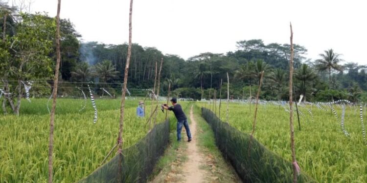 “Kaltim Siap Jadi Lumbung Pangan 2027! Intip Strategi Rahasia Pemerintah yang Bisa Bikin Indonesia Mandiri”