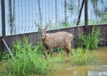 “Langkah Berani di Hutan IKN: Cerita Misterius 12 Rusa Sambar yang Dilepasliarkan”