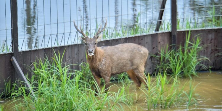 “Langkah Berani di Hutan IKN: Cerita Misterius 12 Rusa Sambar yang Dilepasliarkan”