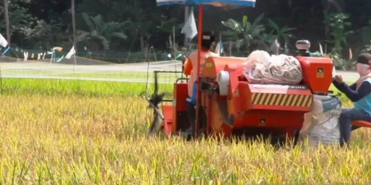 “Swasembada Pangan Bukan Mimpi—Sekda Kukar Bocorkan Peran Penting Desa”
