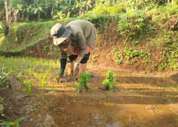 Samsun Bicara Soal Pertanian Kukar—Ada Potensi Besar yang Belum Terungkap untuk IKN