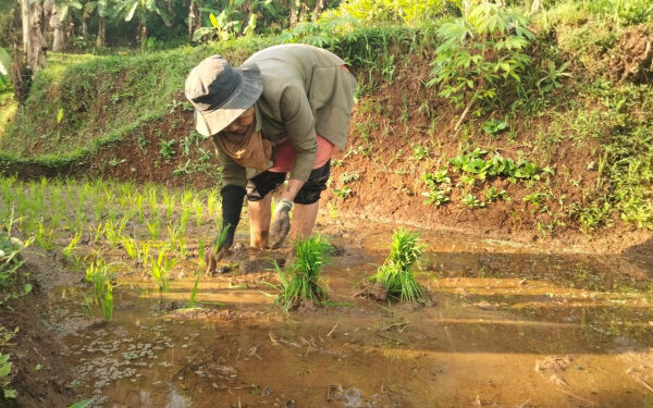Samsun Bicara Soal Pertanian Kukar—Ada Potensi Besar yang Belum Terungkap untuk IKN
