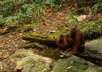 Langkah Strategis Berau: Tim Percepatan Dibentuk Demi Kebangkitan Potensi Kelay