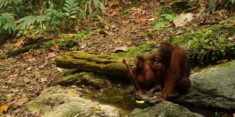 Langkah Strategis Berau: Tim Percepatan Dibentuk Demi Kebangkitan Potensi Kelay