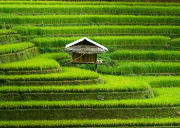 Gerak Cepat Kutim! 20 Ribu Hektare Lahan Dipacu untuk Lepas dari Ketergantungan Pangan