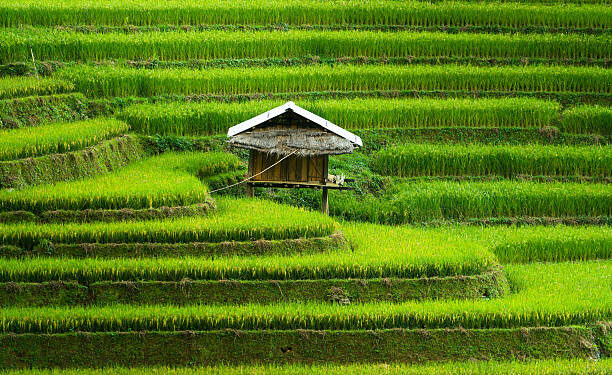 Gerak Cepat Kutim! 20 Ribu Hektare Lahan Dipacu untuk Lepas dari Ketergantungan Pangan