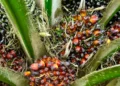 Kenaikan Harga TBS Sawit di Kaltim Bawa Harapan Baru bagi Petani Plasma