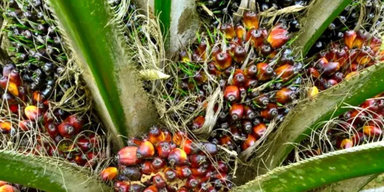 Kenaikan Harga TBS Sawit di Kaltim Bawa Harapan Baru bagi Petani Plasma